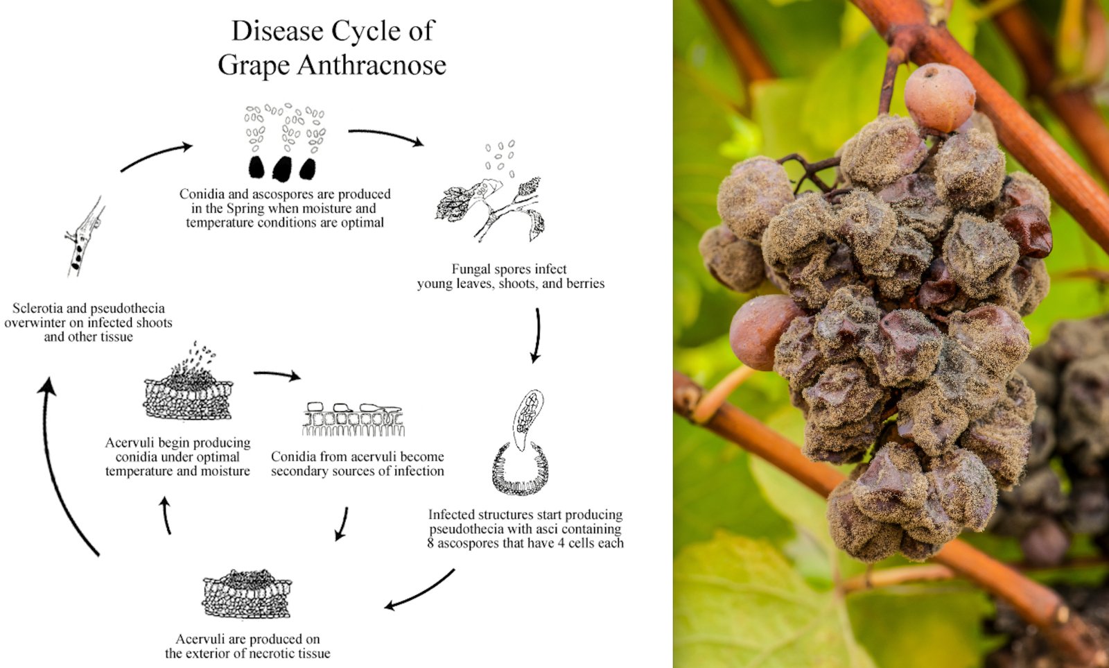 Botrytis - Ecological Management for Prevention - Gardin Warehouse