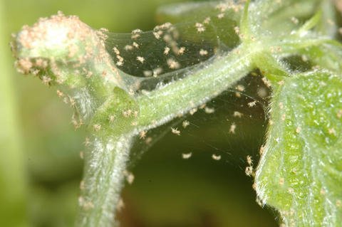 Spider mites - Gardin Warehouse