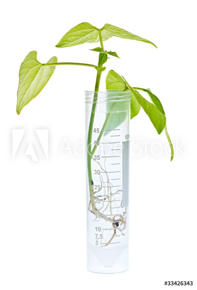 The Science of Natural and Synthetic PGRs (Plant Growth Regulators) an