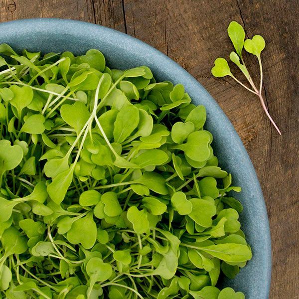 High Mowing Organic Microgreens