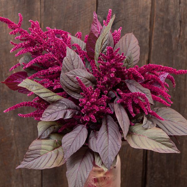 Garnet Red Amaranth