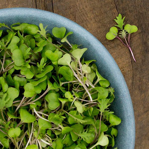 High Mowing Organic Microgreens