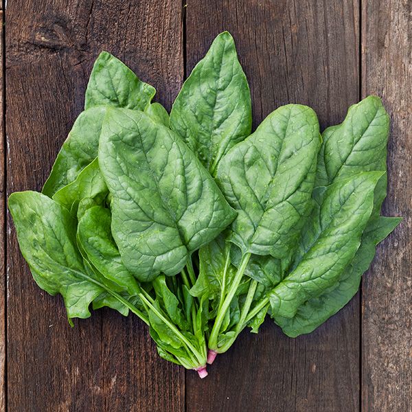 Giant Winter Spinach