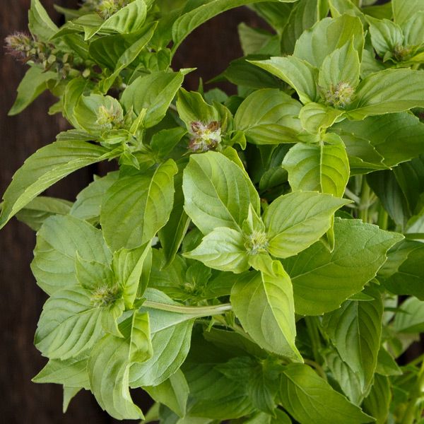 Lemon Basil