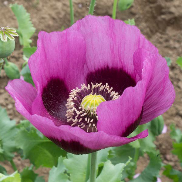 Planète Rouge du Jura Poppy