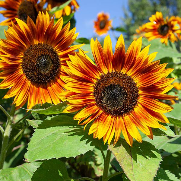 Velvet Queen Sunflower