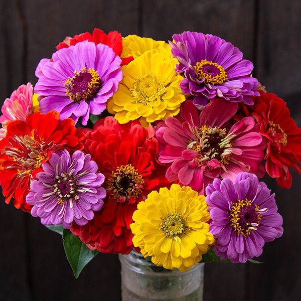 County Fair Blend Zinnias