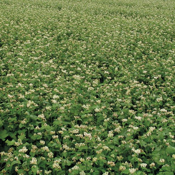 High Mowing Organic Cover Crops
