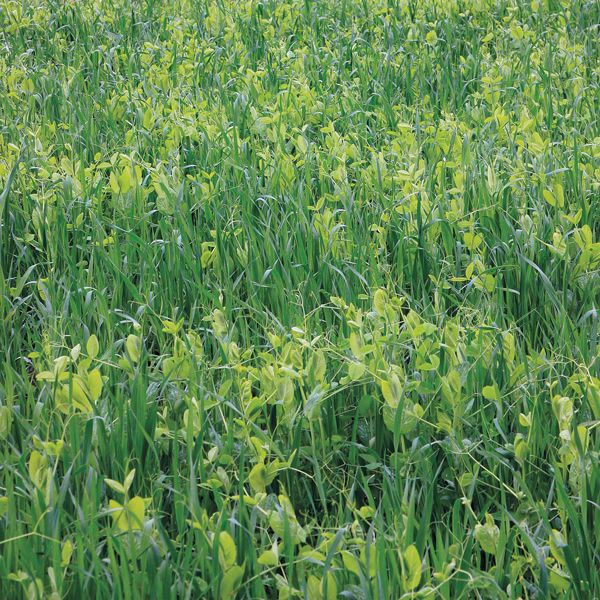 High Mowing Organic Cover Crops