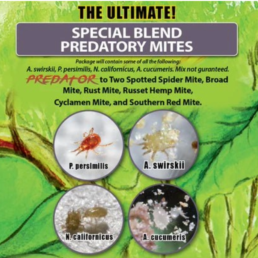 Special Blend Predatory Mites, 250 Mites per Sachet
