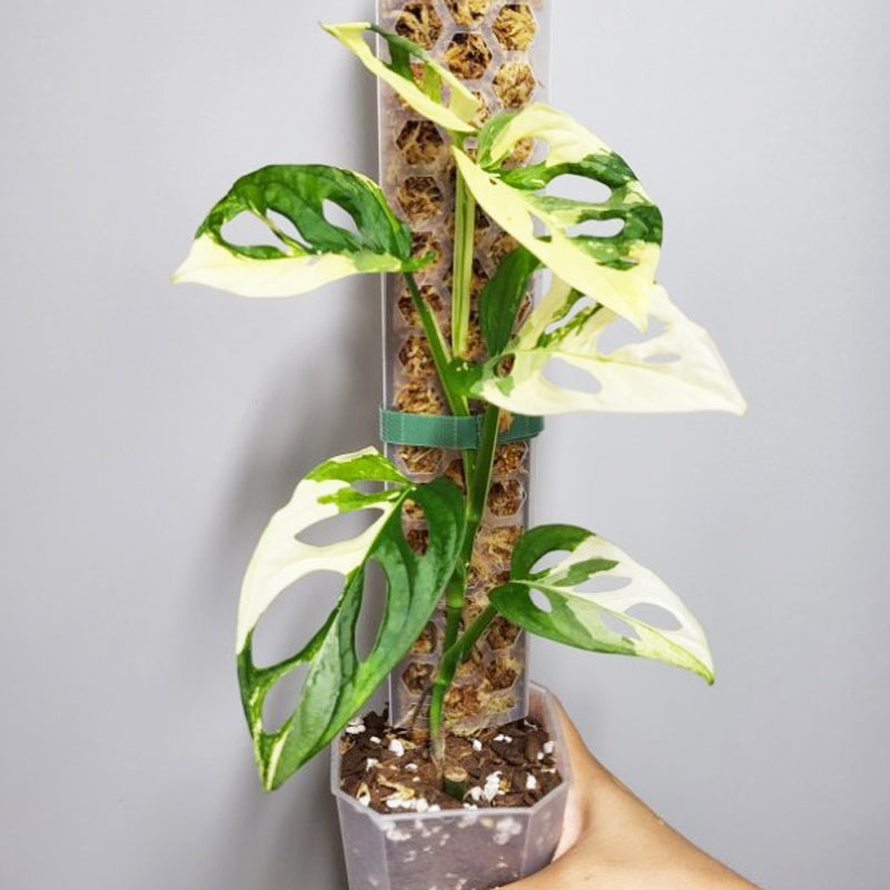 support for pothos plant Plastic Fillable & Stackable Moss Support Poles for Climbing Plants