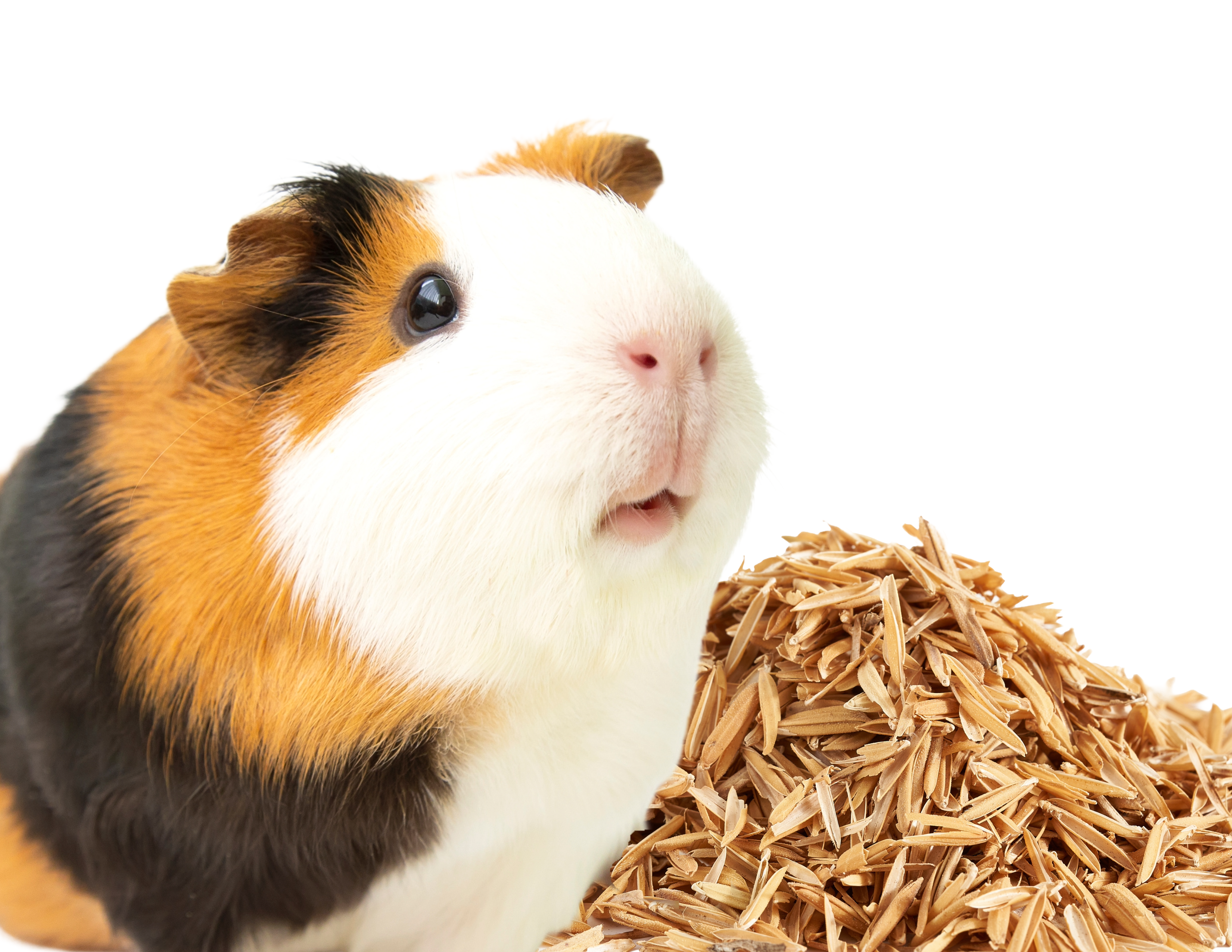 Guinea Pig Enriched Rice Hulls