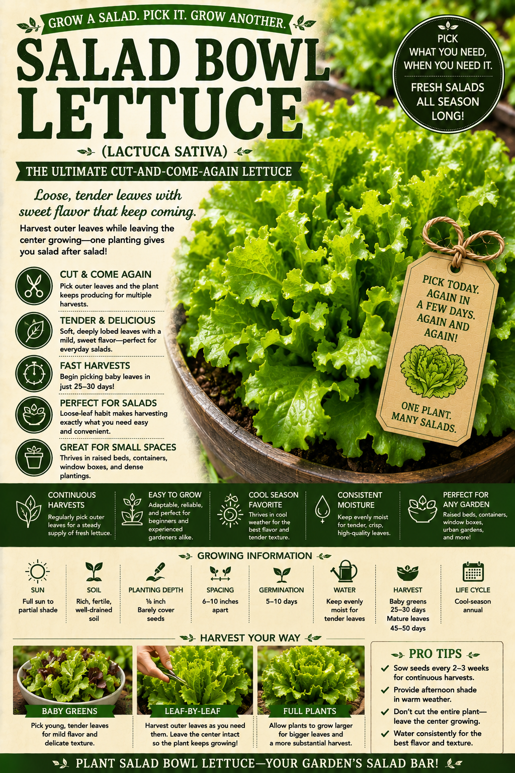 Salad Bowl Lettuce