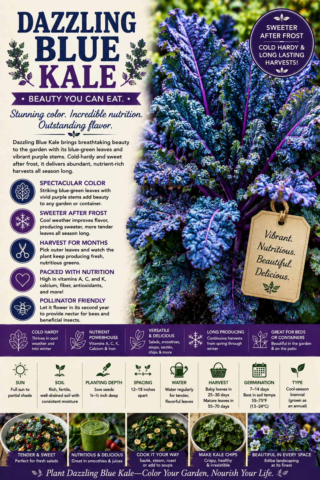 Dazzling Blue Kale