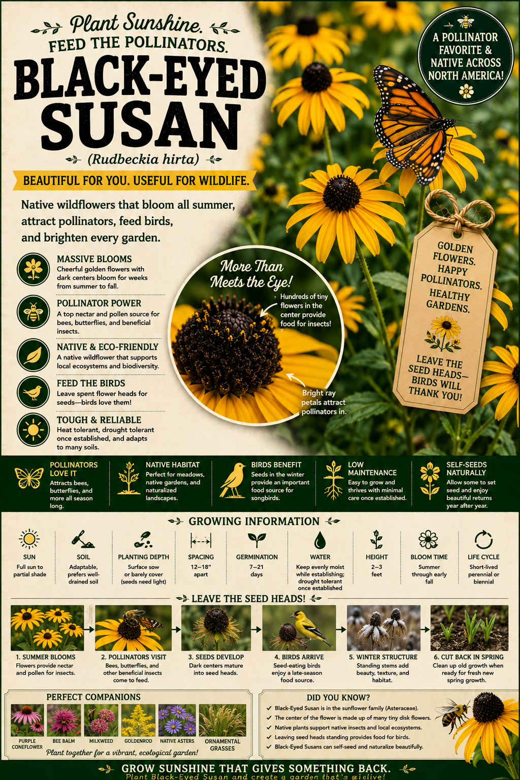 Black Eyed Susan