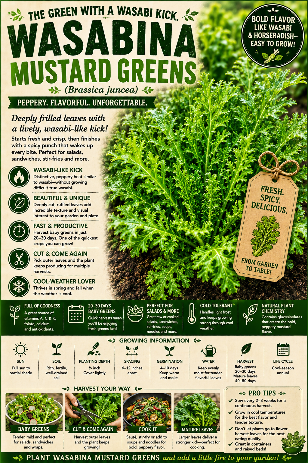 Wasabina Mustard Greens