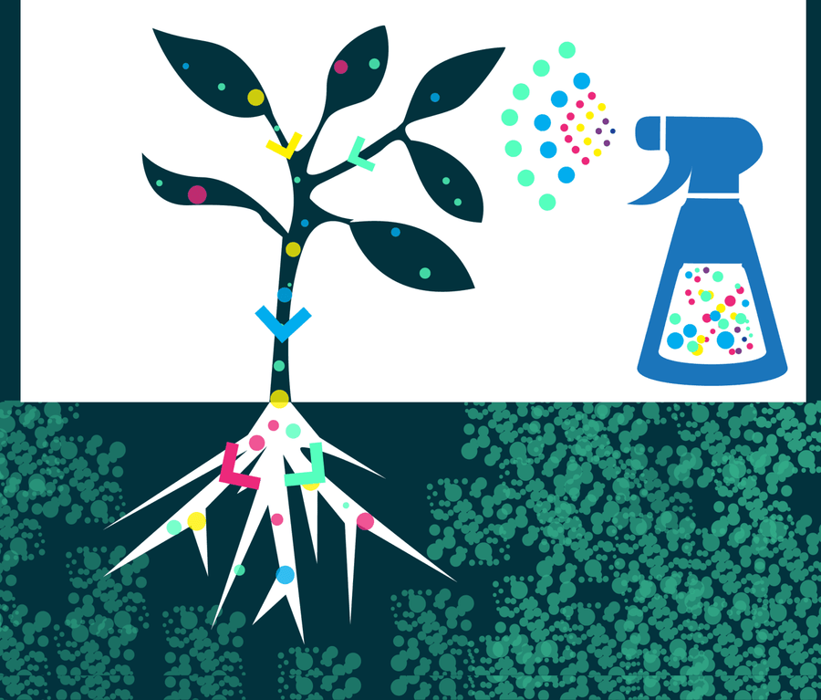Foliar Spray: How Does a Plant Absorb Nutrients Through Its Leaves?