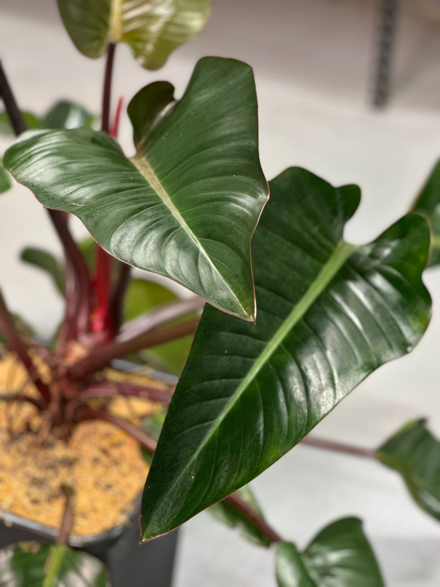 Rojo Congo Philodendron