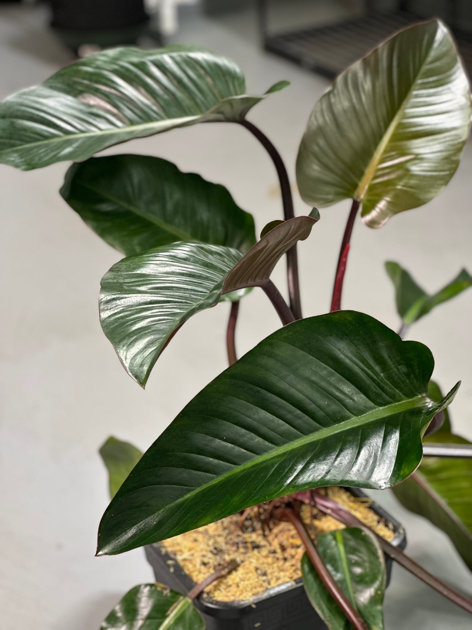 Rojo Congo Philodendron