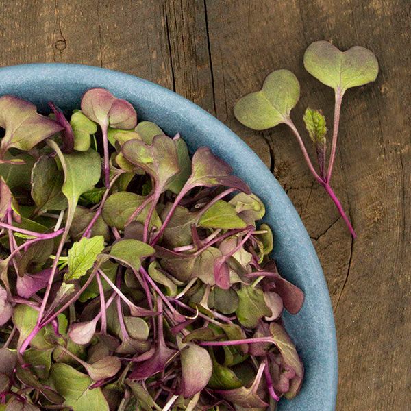 High Mowing Organic Microgreens