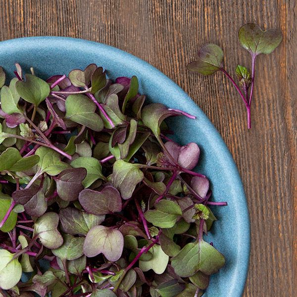 High Mowing Organic Microgreens