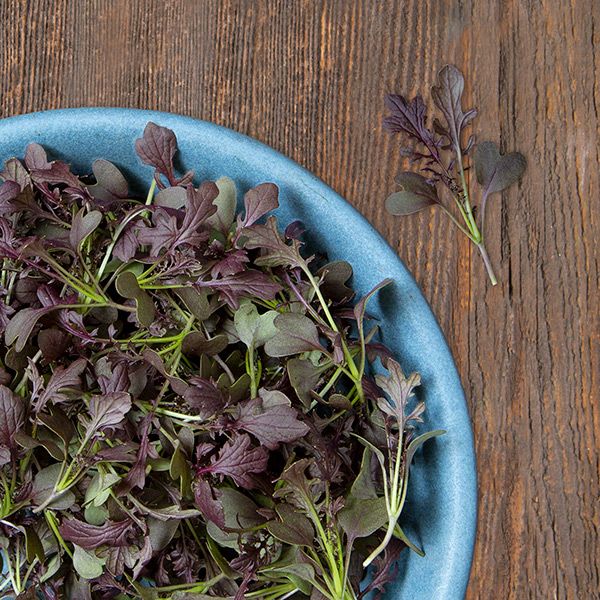 High Mowing Organic Microgreens