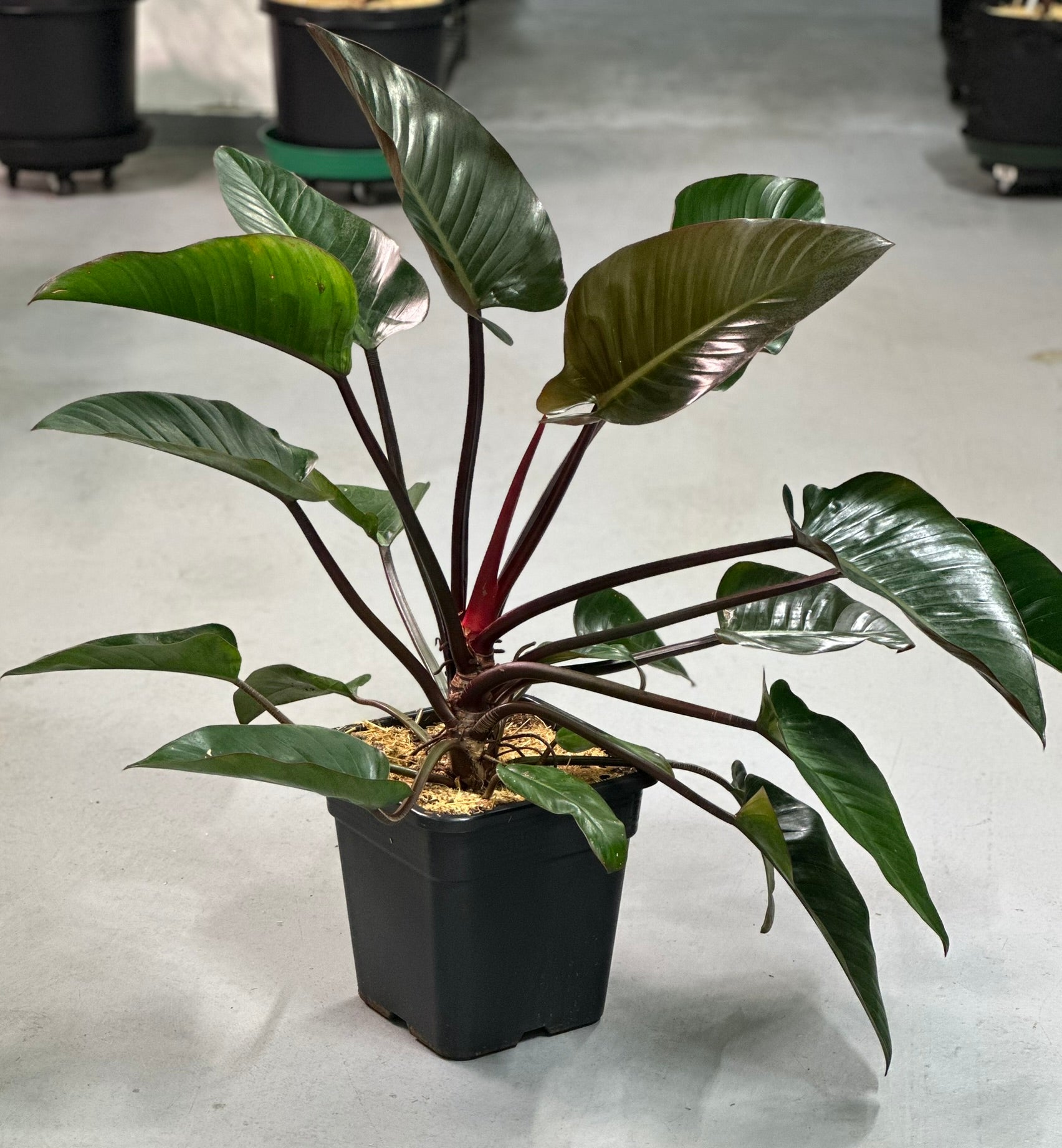 Rojo Congo Philodendron