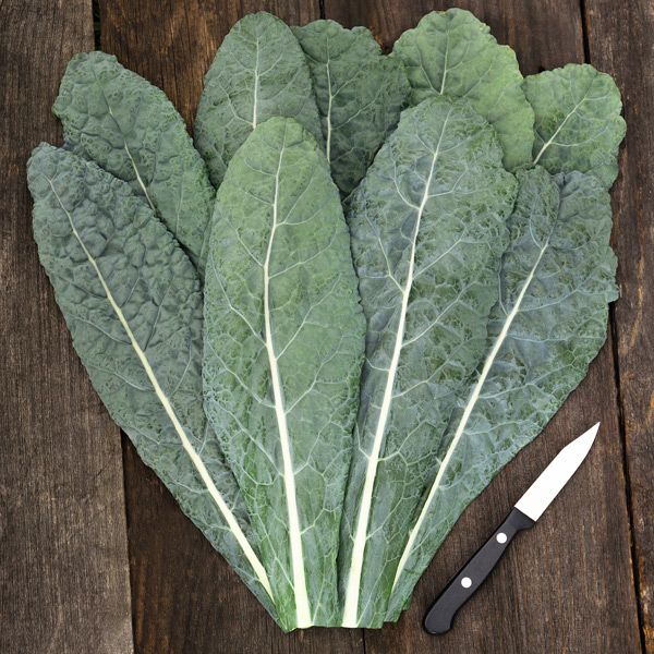 Lacinato Dinosaur Kale
