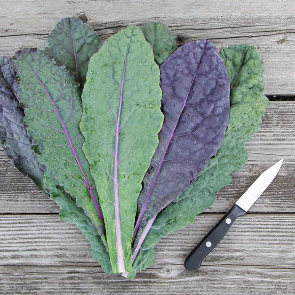 Dazzling Blue Kale
