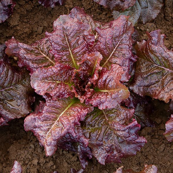 Outredgeous Romaine Lettuce