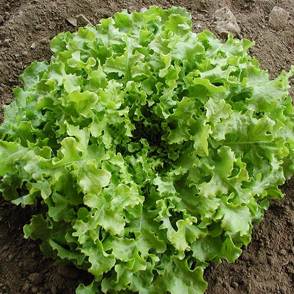 Salad Bowl Lettuce