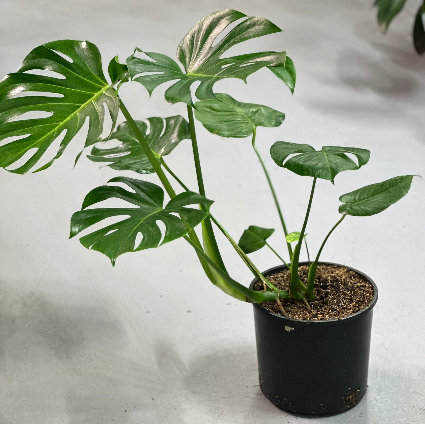 Monstera