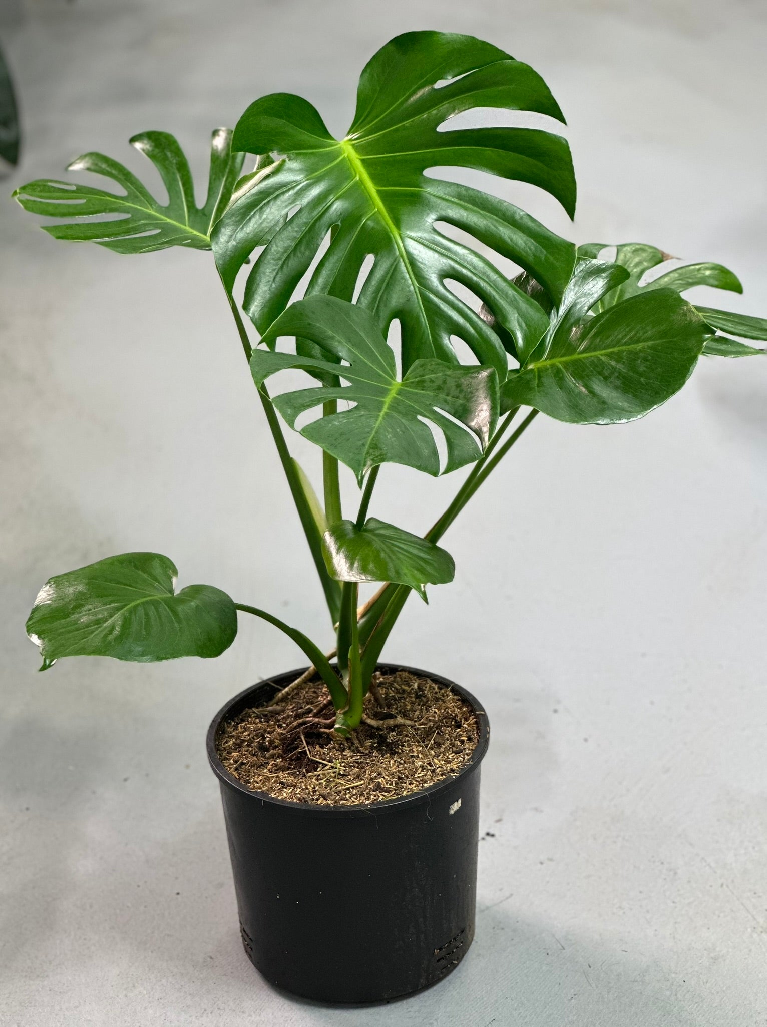 Monstera