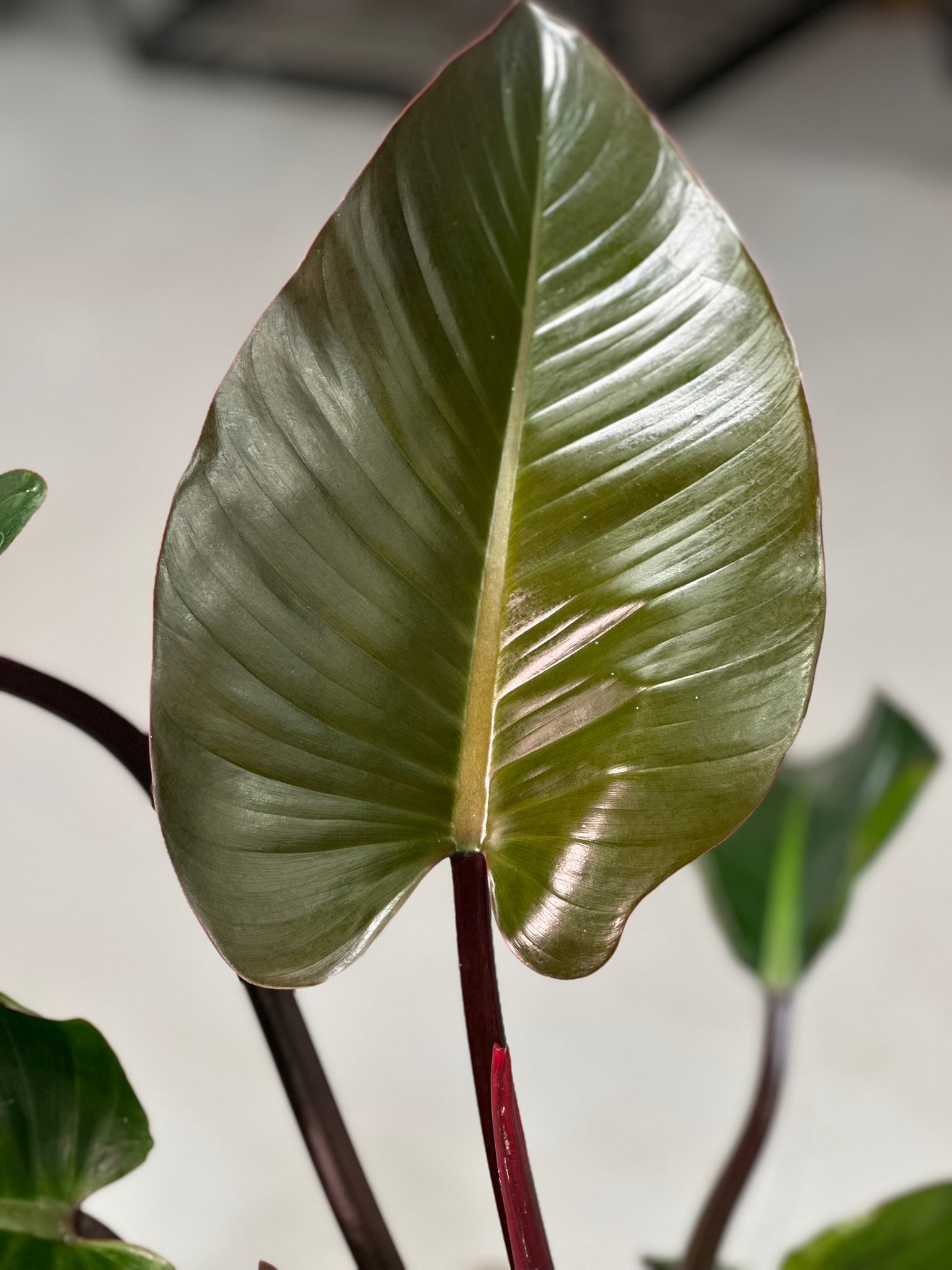 Rojo Congo Philodendron