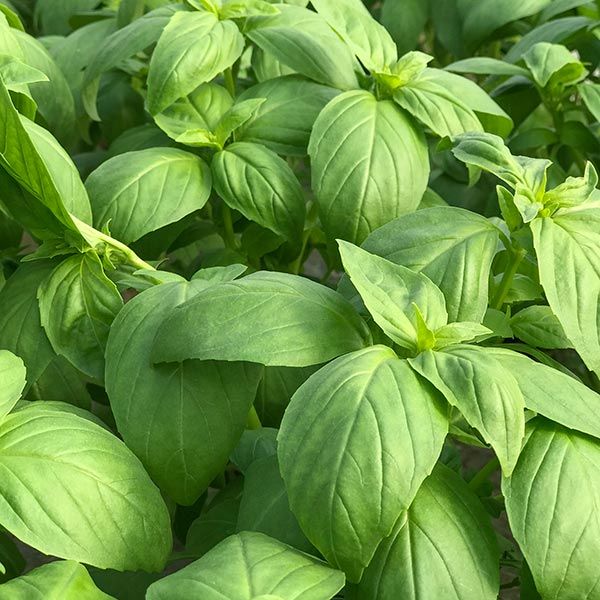 Prospera DMR Basil