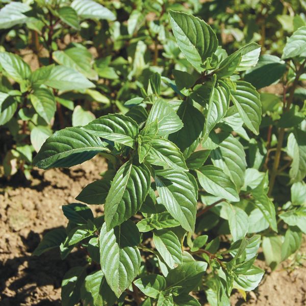 Sweet Thai Basil