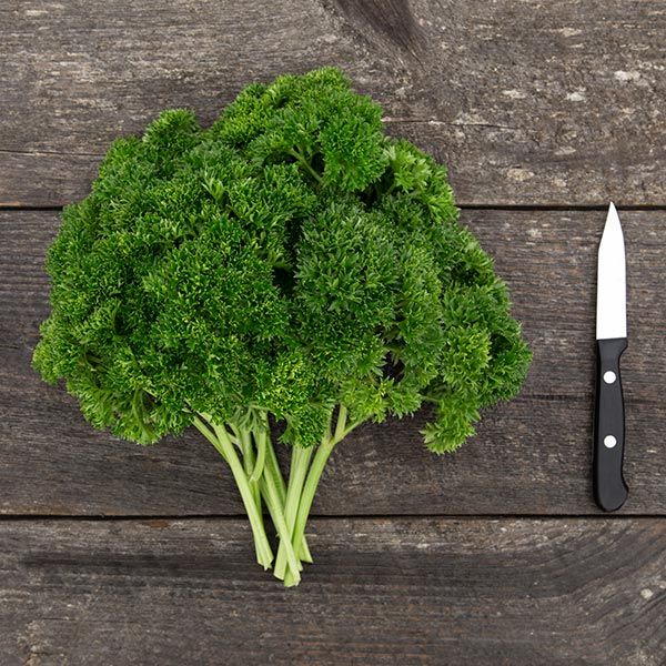 Grüne Perle Parsley
