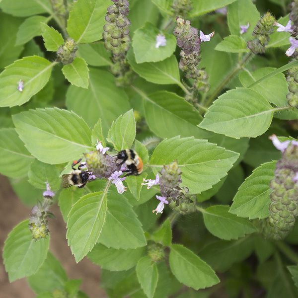 Sacred Basil
