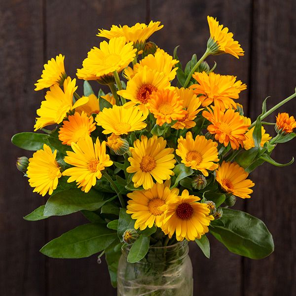 Resina Calendula