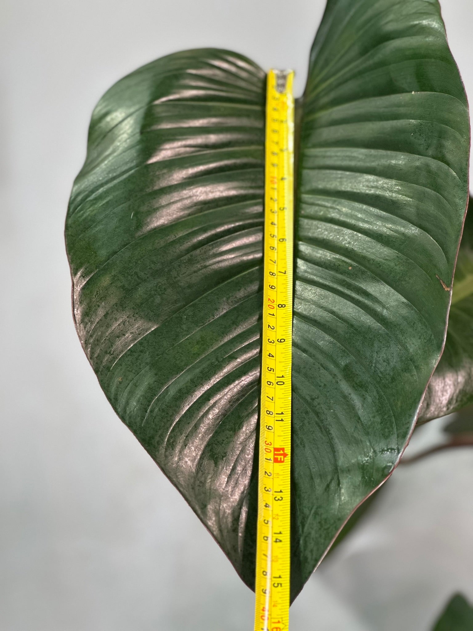 Rojo Congo Philodendron