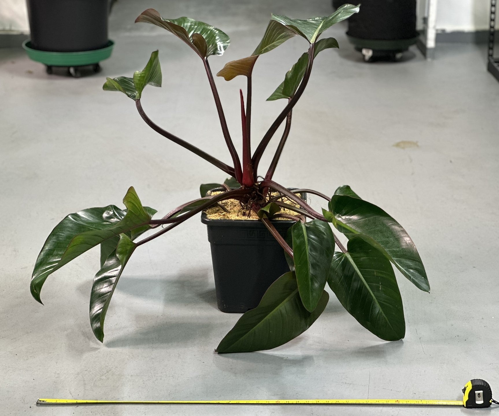 Rojo Congo Philodendron