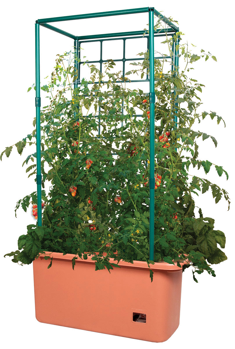 Tomato Trellis Self-Watering Garden on Wheels