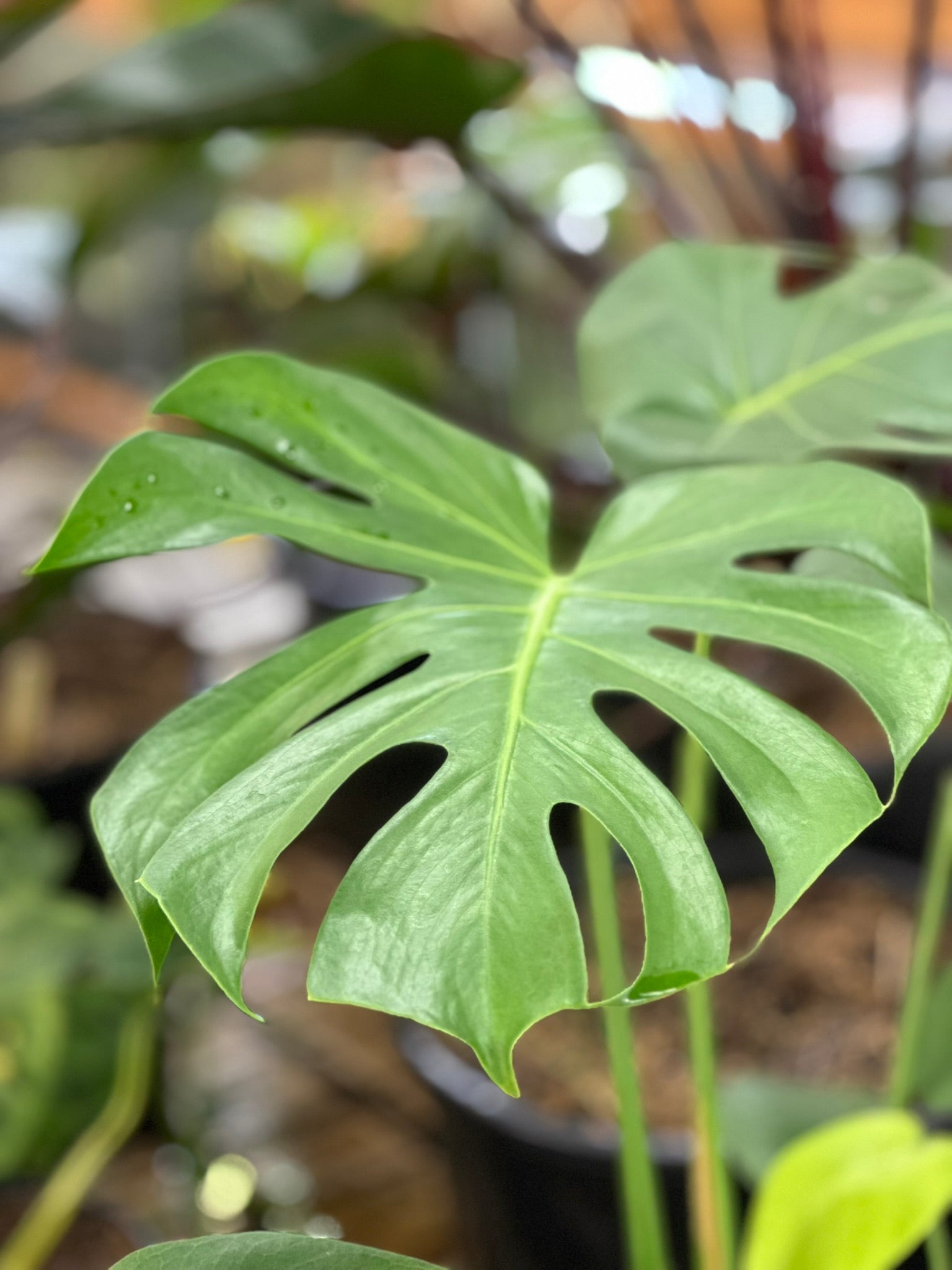 Monstera