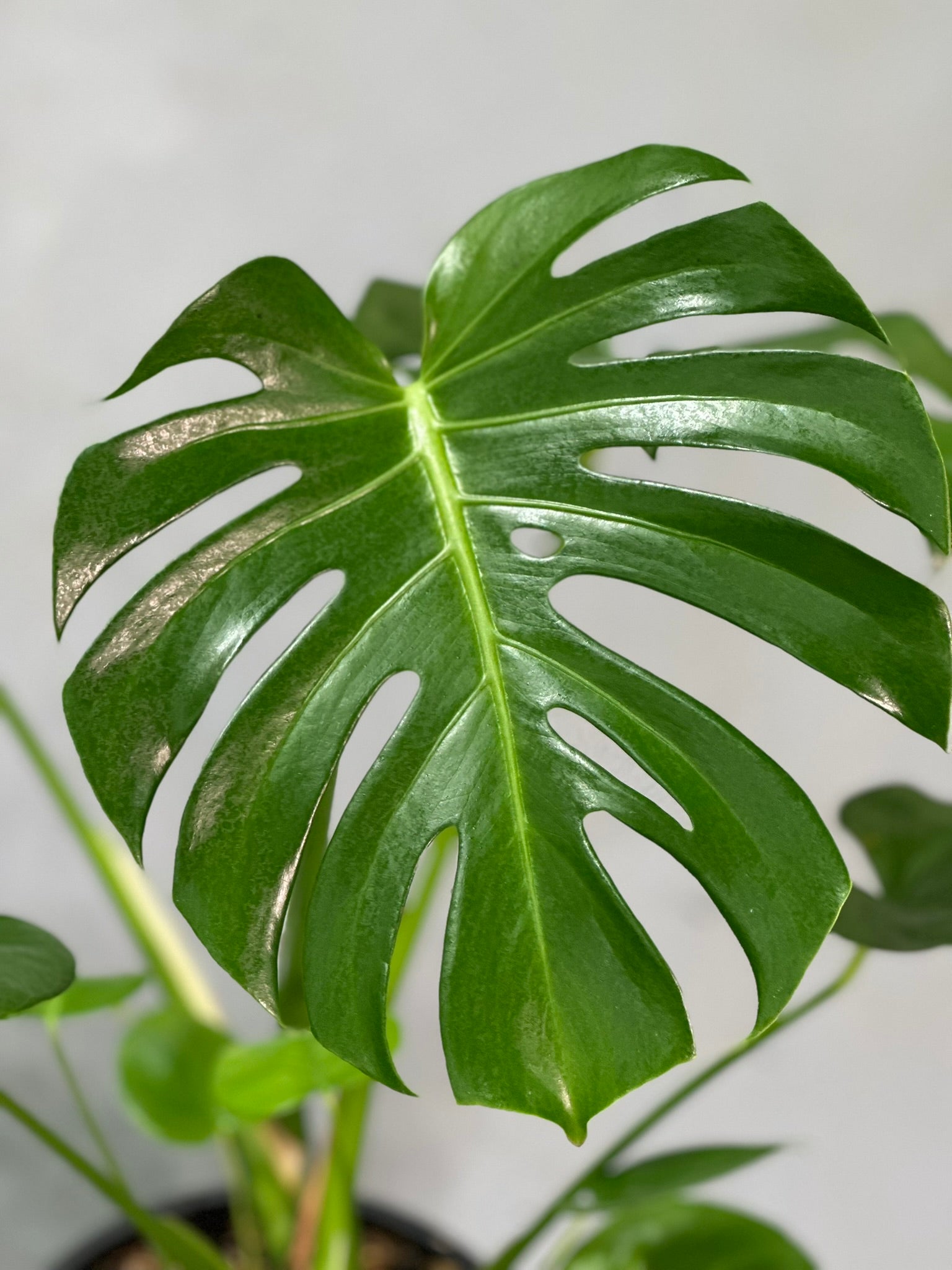 Monstera