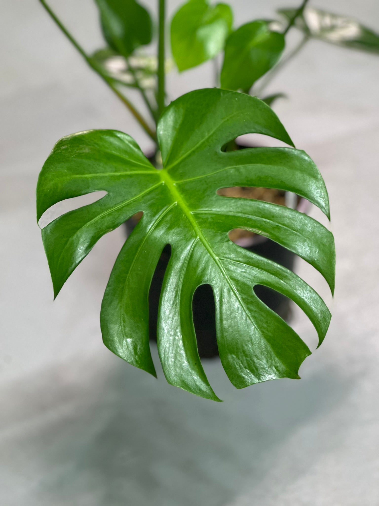 Monstera