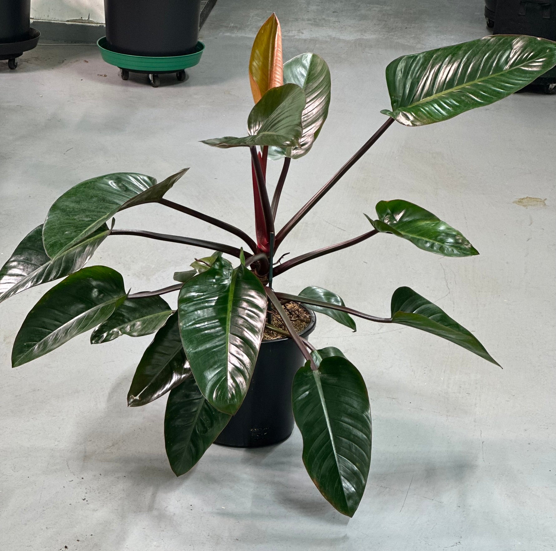 Rojo Congo Philodendron