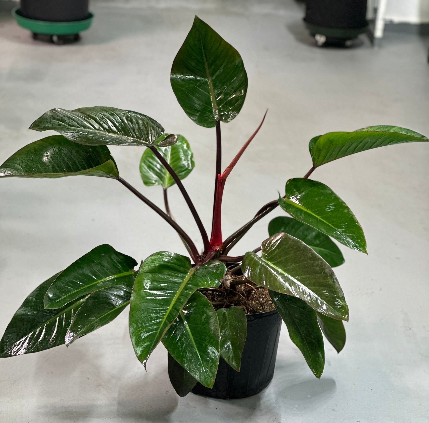 Rojo Congo Philodendron