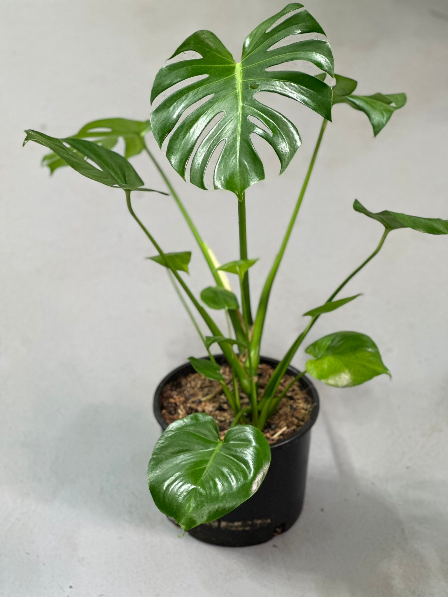 Monstera