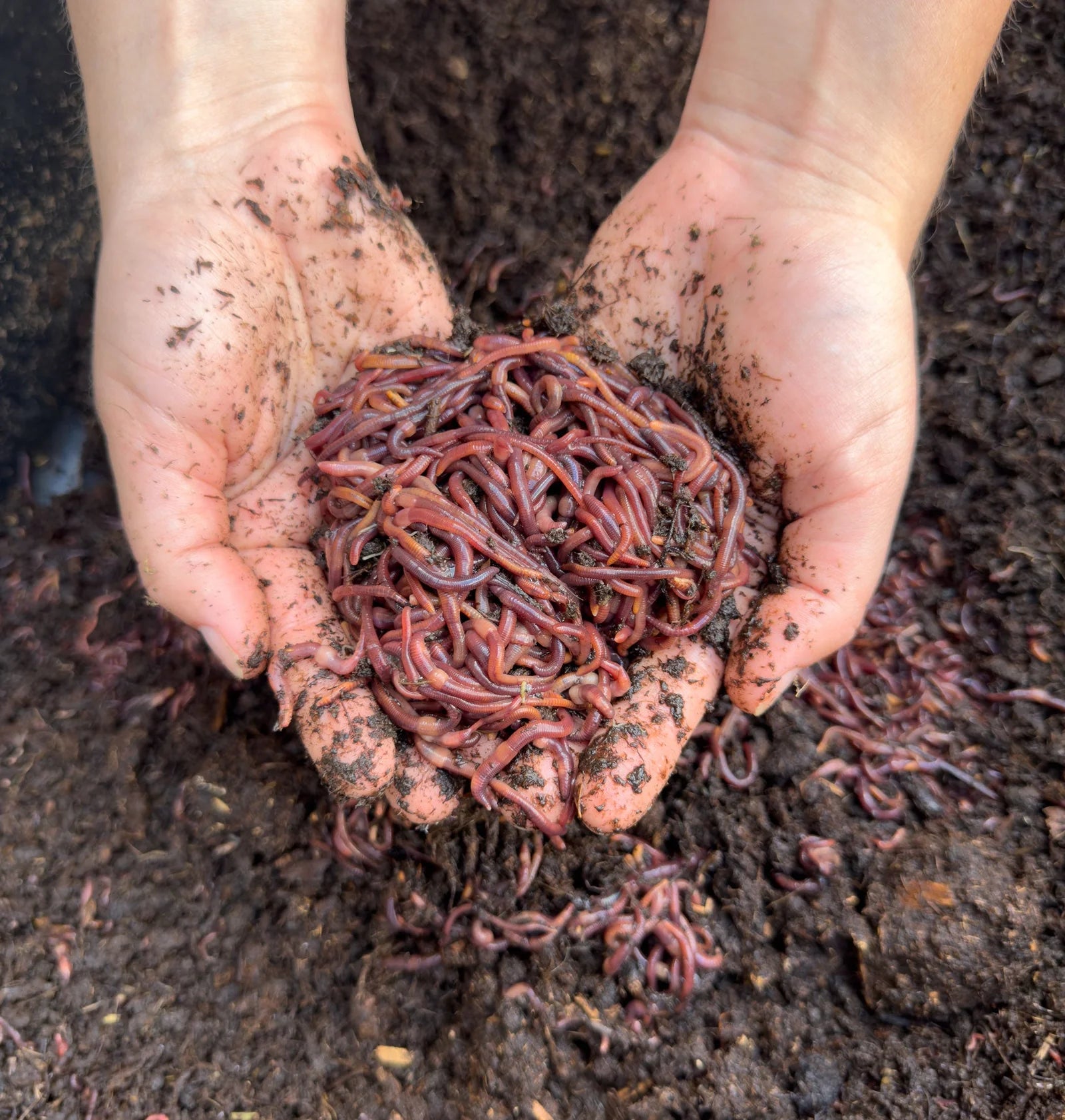 Composting Worms, 200 Red Wigglers