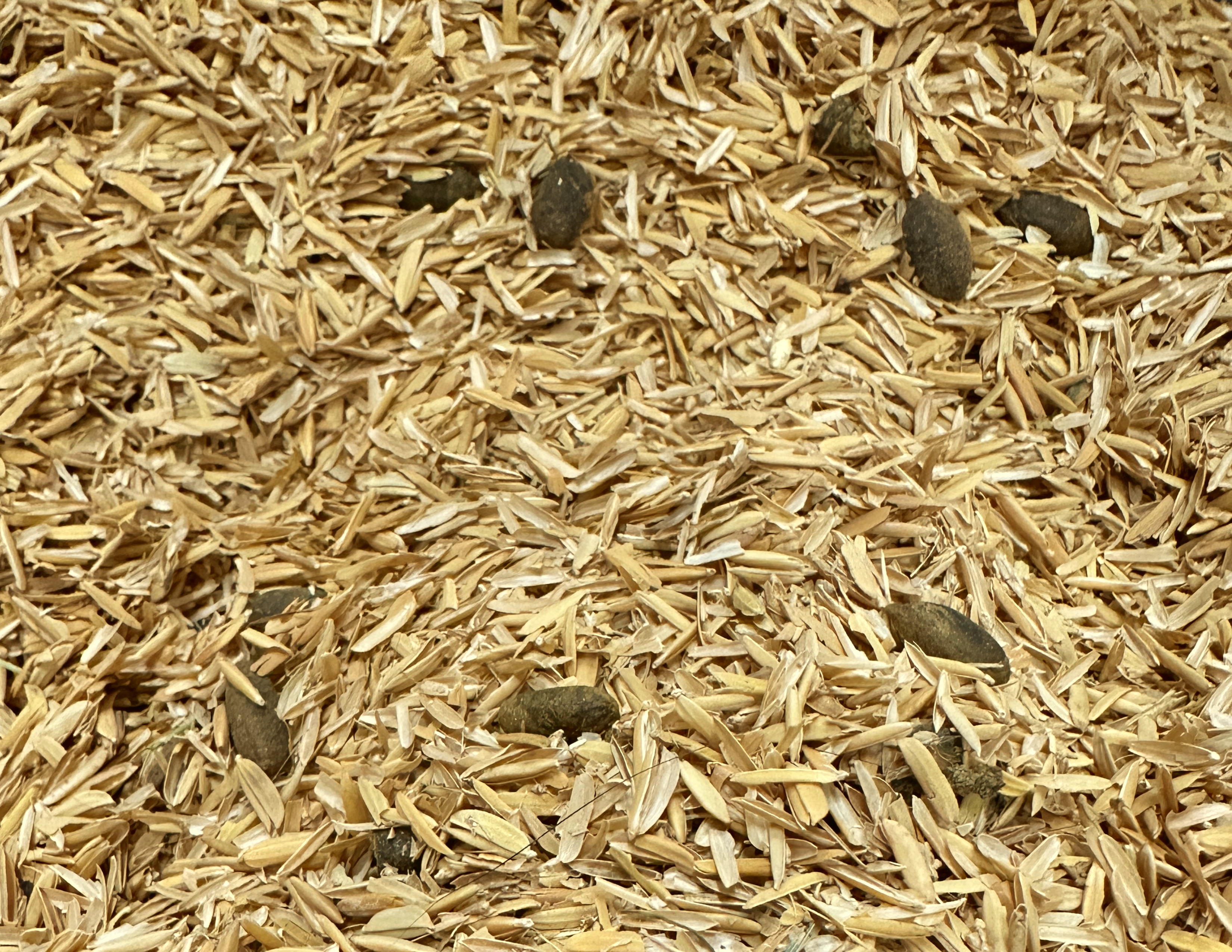 Guinea Pig Enriched Rice Hulls